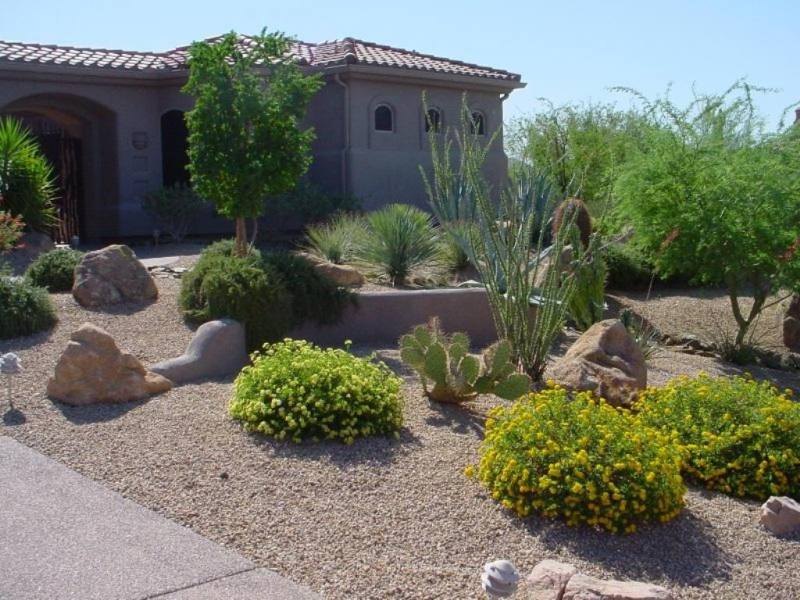 Frontyard mixed plantings with mostly native desert plants. Feature 