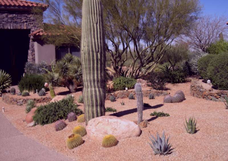 Front Yard Desert Landscape Design