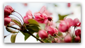 Branch of cherry blossoms.