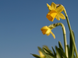 Spring daffodil.