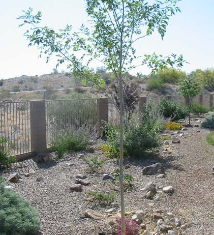 This backyard desert planting flows nicely along the back fence of this property.