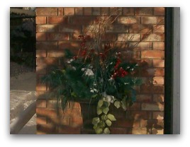Christmascaping to soften a wall and provide colour. The effect of the sun and shade also adds interest to this well arranged planter.