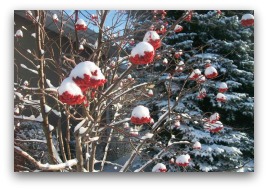 Snow covered berries on mountain ash tree.