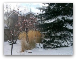 Ornamental grasses sway in the breeze giving life to a yard that is blanketed with snow.