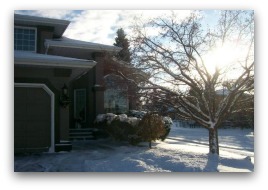 Trees provide shade in the summer, but can stand as sculptures in the sunshine through the winter months.