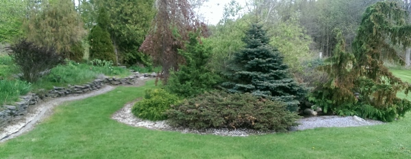 A fieldstone wall provides a nice border around this established older yard of conifers.