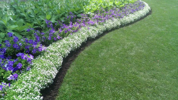 This garden bed edge has a nice long flowing curve with the same curve repeated in the plantings. Abrupt changes in landscape and garden designs should be avoided.