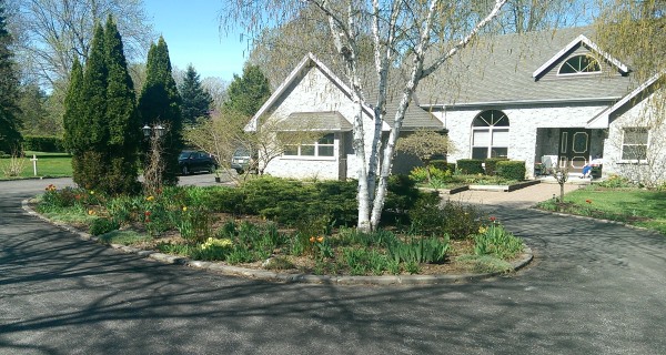 Circular driveway landscaping with a nice informal look with feature trees at either end of the center bed.