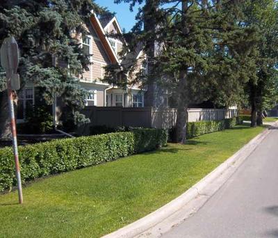 Low hedges are a good way to prevent people from cutting across your lawn.