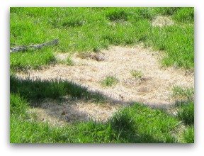 Lawn problems are not all the same and shouldn't be treated the same way. Diagnose and treat with the right medicine.