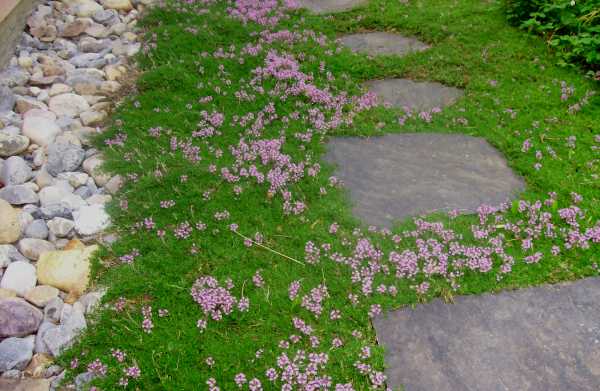 There are not many things more pleasing and inviting to the landscaping eye than stepping stone paths.