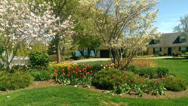 This front yard garden bed on a lakefront property is coming alive in the spring with blossoms and tulips.