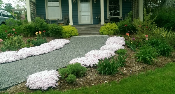 An informal gravel path is a simple and rustic solution to front yard landscaping an older cottage style home.