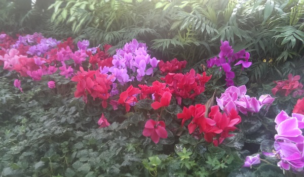 Limiting the number of types of plants and colours maintains simplicity in your garden.