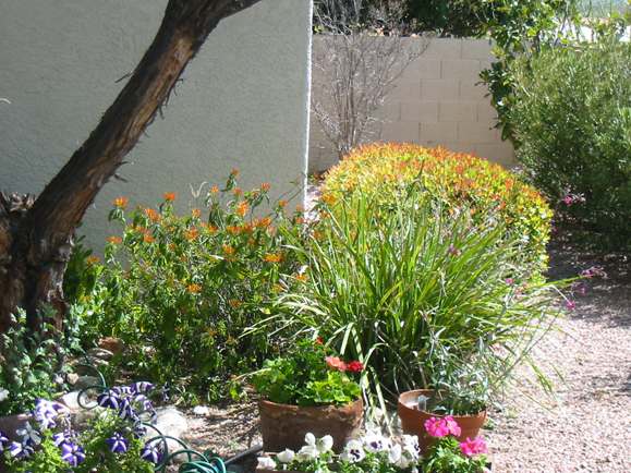 An assortment of desert landscaping plants to add colour to this backyard.