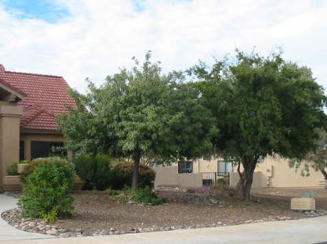 Desert trees give shade to the front of this house, and they are not alone.