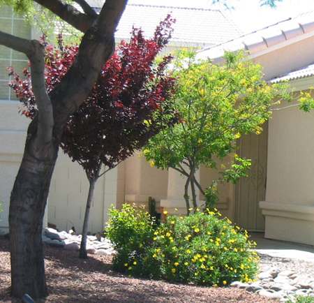 A great contrast of colour in front of this desert property.