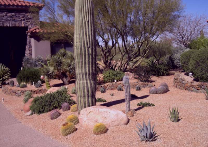 Working with the natural landscape and native desert plants saves on irrigation costs.