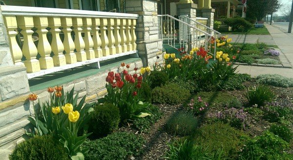 A no mow front yard  using mulch, groundcovers, tulips and some assorted perennials to dress up an older home with a brightly painted front porch.