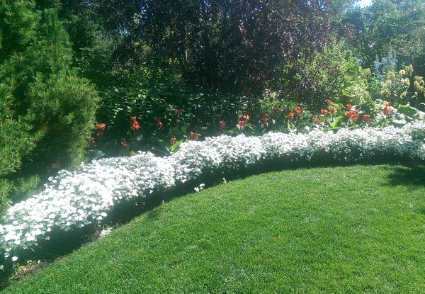 This lovely neutral white garden border is very simple with a touch of red on a mostly green pallet.