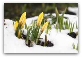 Spring crocus poking through the snow.