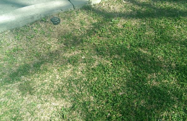 Topdressing lawns can be done for a few reasons. This lawn is doing poorly and the soil has settled from the curb height. Learn more about topdressing here.