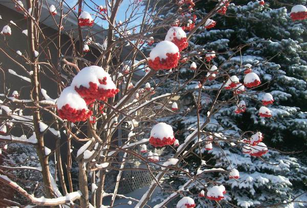 When selecting trees or shrubs, consider how they look through all the seasons.